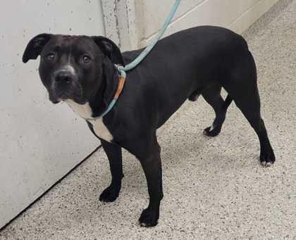 Shelter Stray Male Dog last seen Near Grandview Rd, 64132, MO, 7077 Elmwood Ave, Kansas City, MO 64132, USA