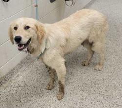 Shelter Stray Male Dog last seen Near Blue Ridge Ctof, 64129, 64129, MO, 7077 Elmwood Ave, Kansas City, MO 64132, USA
