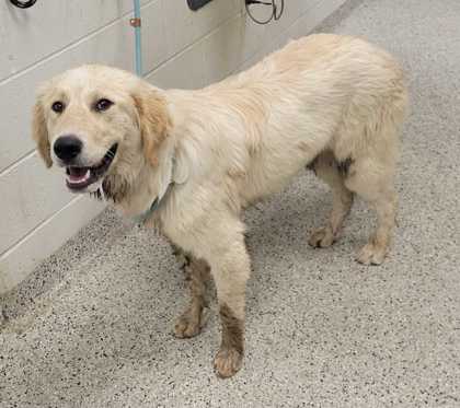 Shelter Stray Male Dog last seen Near Blue Ridge Ctof, 64129, 64129, MO, 7077 Elmwood Ave, Kansas City, MO 64132, USA
