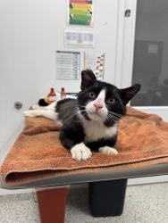 Shelter Stray Male Cat last seen NE 57th Ter & N Drury Ave, 64119, 64119, MO, 7077 Elmwood Ave, Kansas City, MO 64132, USA