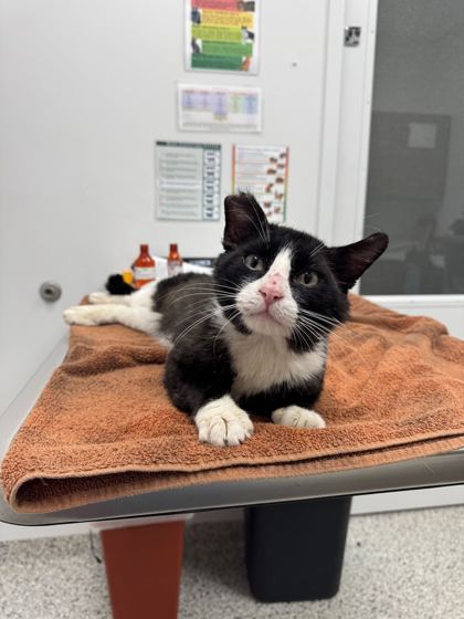 Shelter Stray Male Cat last seen NE 57th Ter & N Drury Ave, 64119, 64119, MO, 7077 Elmwood Ave, Kansas City, MO 64132, USA