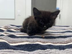 Shelter Stray Male Cat last seen 51st and Pitman, 64133, MO, 7077 Elmwood Ave, Kansas City, MO 64132, USA