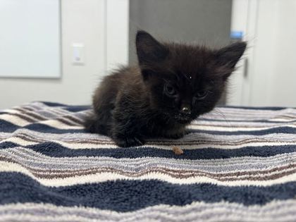 Shelter Stray Male Cat last seen 51st and Pitman, 64133, MO, 7077 Elmwood Ave, Kansas City, MO 64132, USA