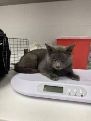 Shelter Stray Male Cat last seen E 67th St, 64132, MO, 7077 Elmwood Ave, Kansas City, MO 64132, USA