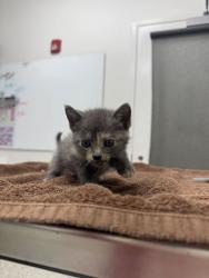 Shelter Stray Female Cat last seen Swope Pkwy, 64130, 64130, MO, 7077 Elmwood Ave, Kansas City, MO 64132, USA