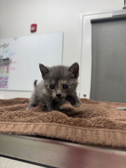 Shelter Stray Female Cat last seen Swope Pkwy, 64130, 64130, MO, 7077 Elmwood Ave, Kansas City, MO 64132, USA