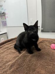 Shelter Stray Female Cat last seen N Brighton Ave & NE Vivion Rd,, 64119, MO, 7077 Elmwood Ave, Kansas City, MO 64132, USA
