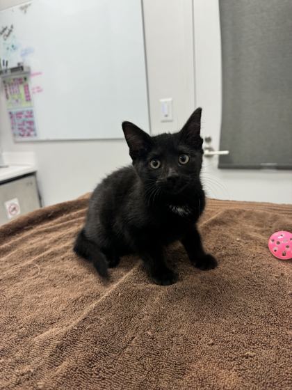 Shelter Stray Female Cat last seen N Brighton Ave & NE Vivion Rd,, 64119, MO, 7077 Elmwood Ave, Kansas City, MO 64132, USA