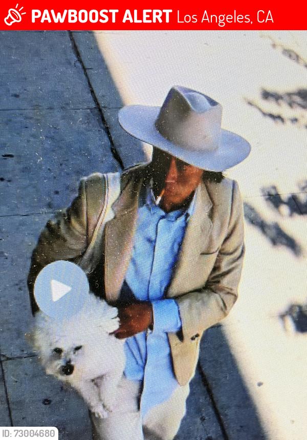 Lost Male Dog last seen Near hollywood blvd, Los Angeles, CA 90028