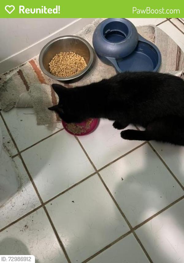 Reunited Male Cat last seen Holden Drive and Bull Run Road in Manassas Park, Manassas Park, VA 20111