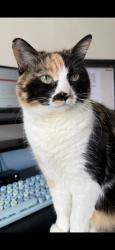 Reunited Female Cat last seen Near E Talon Way, Eagle Mountain, UT 84005, USA, Eagle Mountain, UT 84005