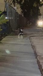 Found/Stray Unknown Dog last seen Seen running along sidewalk in front if Chevron headed back toward the car wash and toward the neighborhood., Torrance, CA 90504