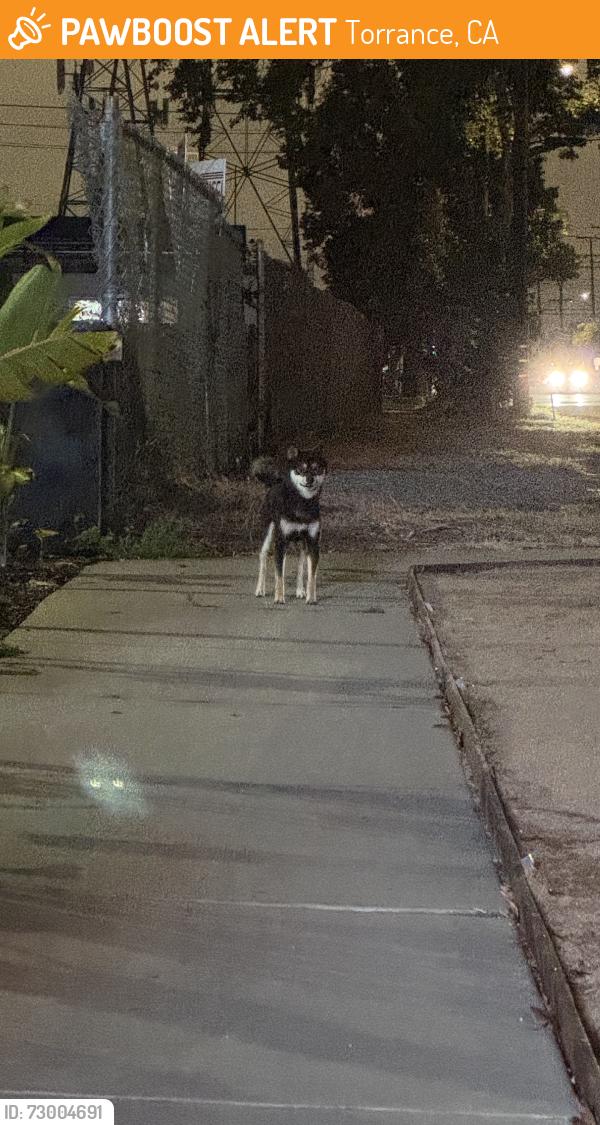 Found/Stray Unknown Dog last seen Seen running along sidewalk in front if Chevron headed back toward the car wash and toward the neighborhood., Torrance, CA 90504