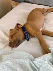 Lost Male Dog last seen F.m. 3083, Willis, TX 77378