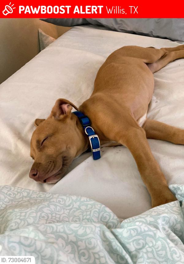 Lost Male Dog last seen F.m. 3083, Willis, TX 77378
