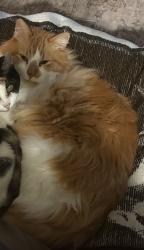 Lost Male Cat last seen Guajome Meadows neighborhood , Oceanside, CA 92057
