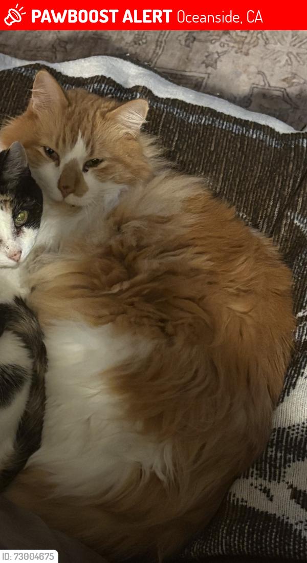 Lost Male Cat last seen Guajome Meadows neighborhood , Oceanside, CA 92057