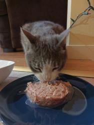 Reunited Female Cat last seen Followed us down richter street, came right into our hse, Kelowna, BC V1Y 2N7