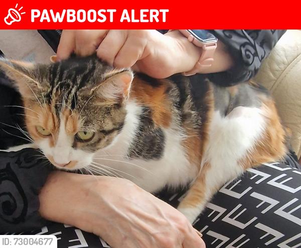 Lost Female Cat last seen Around 14 Moorside. Leading to Bronte Close , Daisy Hill, England BD9 6DH