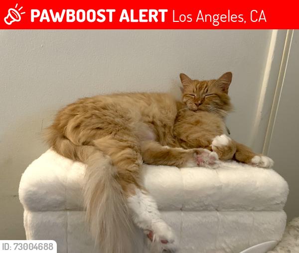 Lost Female Cat last seen Butler and Santa Monica Blvd, Los Angeles, CA 90025