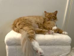Lost Female Cat last seen Butler and Santa Monica Blvd, Los Angeles, CA 90025