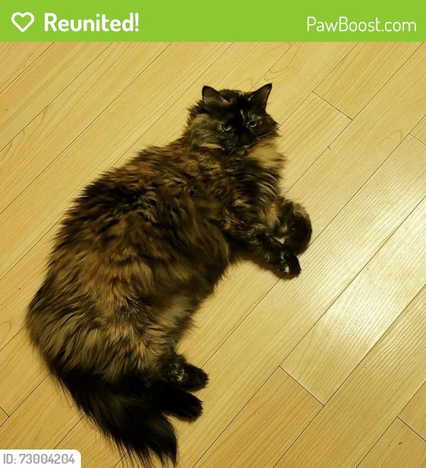 Reunited Female Cat last seen 136th street, Burien, WA 98166