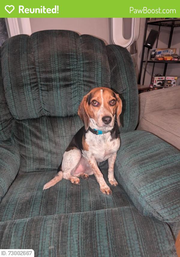 Reunited Male Dog last seen Near South 7th Street Council Bluffs IA , Council Bluffs, IA 51501