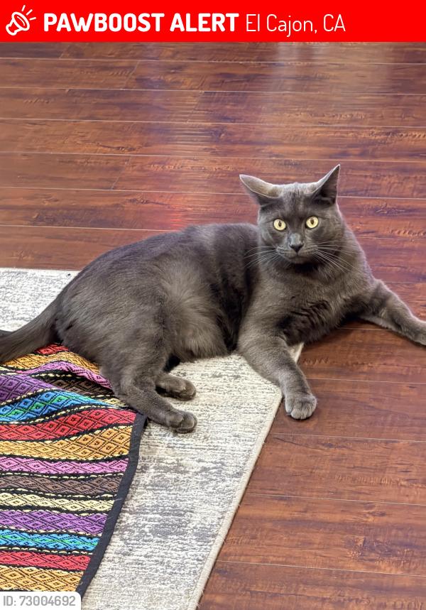 Lost Male Cat last seen Kidinnu academy, El Cajon, CA 92019