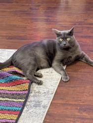 Lost Male Cat last seen Kidinnu academy, El Cajon, CA 92019