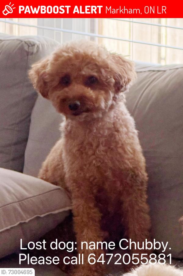 Lost Male Dog last seen Highway407/ Kennedy , Markham, ON L3R