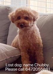 Lost Male Dog last seen Highway407/ Kennedy , Markham, ON L3R