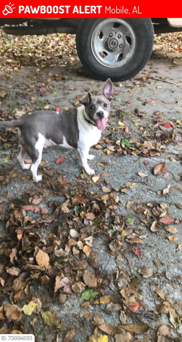 Lost Male Dog last seen Azalea rd, Mobile, AL 36609