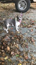 Lost Male Dog last seen Azalea rd, Mobile, AL 36609