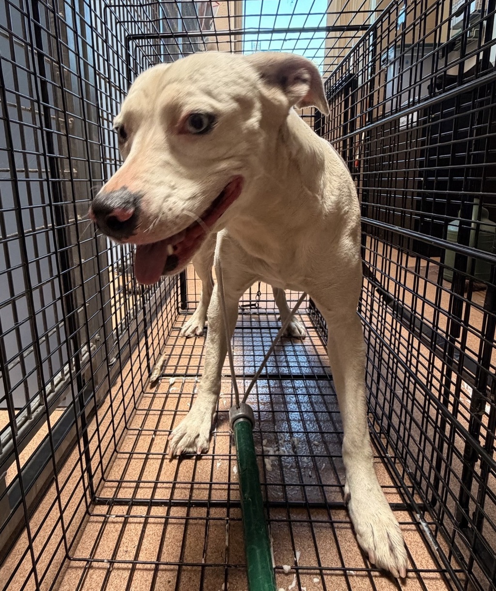 Shelter Stray Female Dog last seen K Street, San Diego, CA, 92102, 5500 Gaines St, San Diego, CA 92110, USA