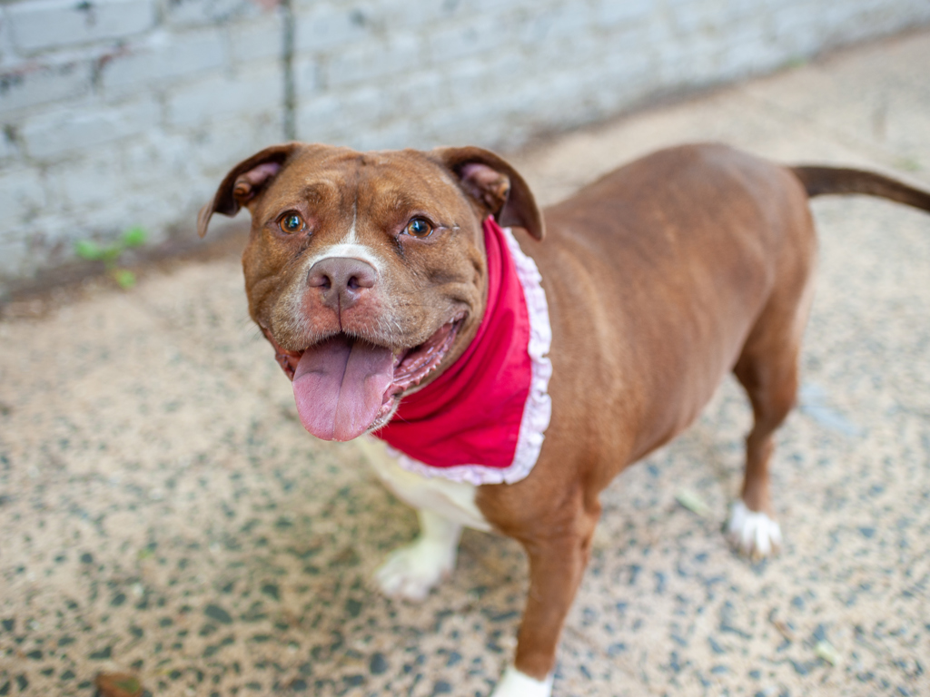 Shelter Stray Female Dog last seen Near E 229th Street Apt 13B, BRONX, NY, 10460, 326 E 110th St, New York, NY 10029, USA