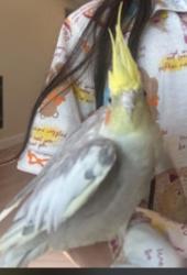 Lost Male Bird last seen Mount Crest Place, Cupertino, CA 95014