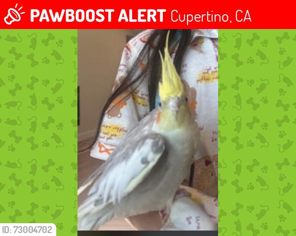 Lost Male Bird last seen Mount Crest Place, Cupertino, CA 95014