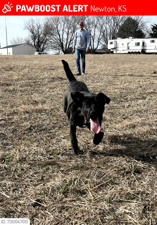 Lost Female Dog last seen West 5th and Elm, Newton, KS 67114