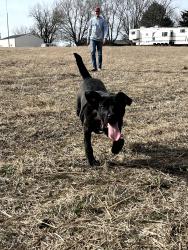 Lost Female Dog last seen West 5th and Elm, Newton, KS 67114