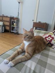 Lost Male Cat last seen Walker St and Shepard St, Cambridge, MA 02138