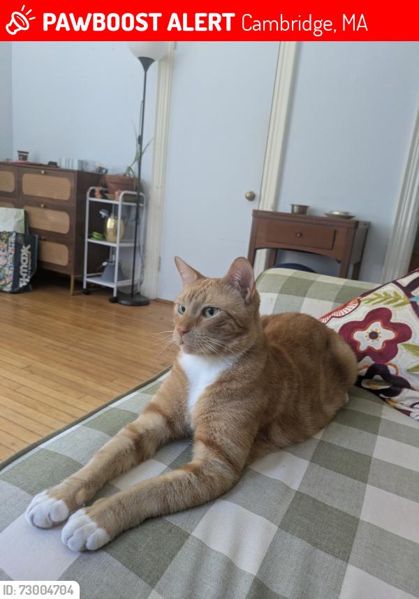 Lost Male Cat last seen Walker St and Shepard St, Cambridge, MA 02138