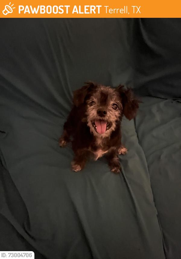 Found/Stray Male Dog last seen Town North Dr, Terrell, Texas, Terrell, TX 75160