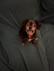 Found/Stray Male Dog last seen Town North Dr, Terrell, Texas, Terrell, TX 75160