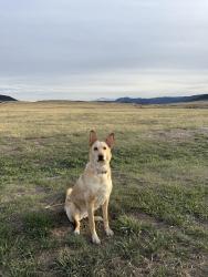 Lost Female Dog last seen Cherokee and W. Third Ave, Denver, CO 80223