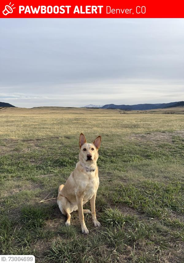 Lost Female Dog last seen Cherokee and W. Third Ave, Denver, CO 80223