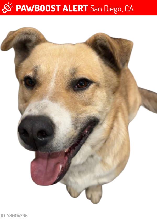 Lost Male Dog last seen X22C+F8F San Diego, California, San Diego, CA 92064