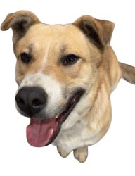 Lost Male Dog last seen X22C+F8F San Diego, California, San Diego, CA 92064