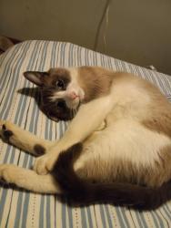 Lost Male Cat last seen 48th ave S. And S. Oto st., Seattle, WA 98118