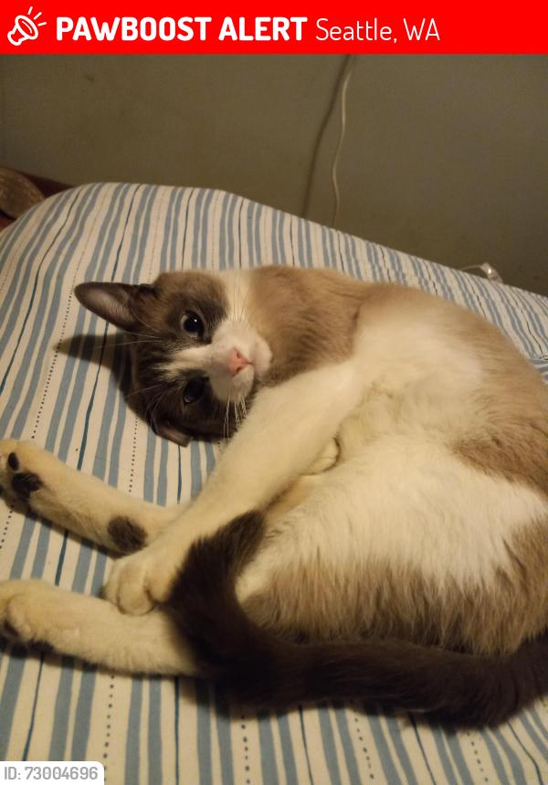 Lost Male Cat last seen 48th ave S. And S. Oto st., Seattle, WA 98118