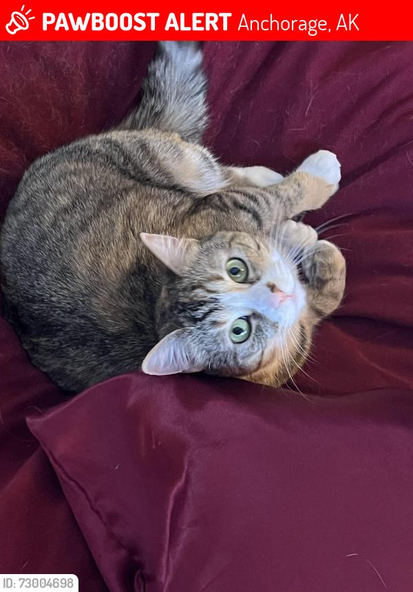 Lost Female Cat last seen E79th and Evander, Anchorage, AK 99507